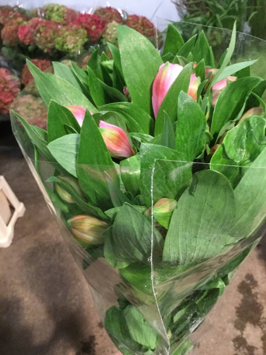 ALSTROEMERIA GEMENGD IN DE FUST
