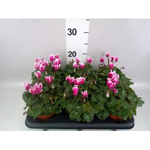 Cyclamen KL 'Metis Fantasia'