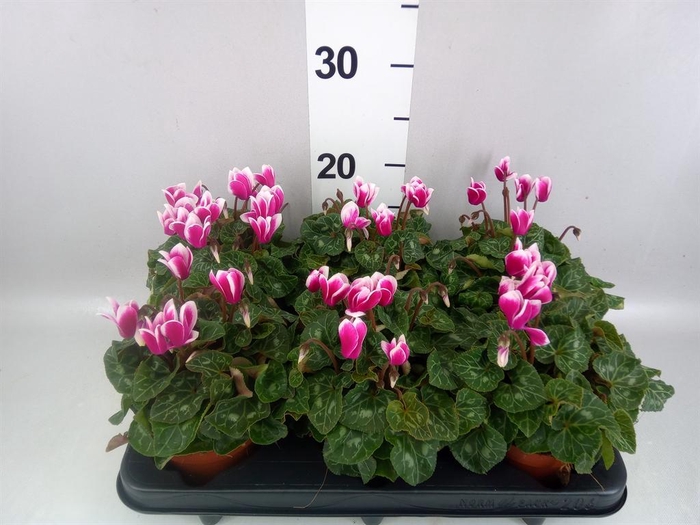 <h4>Cyclamen KL 'Metis Fantasia'</h4>