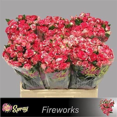 <h4>R Tr Fireworks</h4>