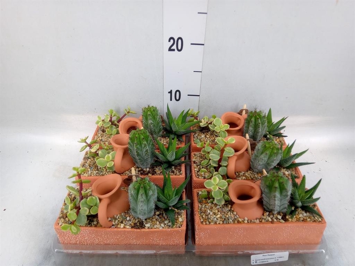 <h4>Arr. Cactus L%</h4>