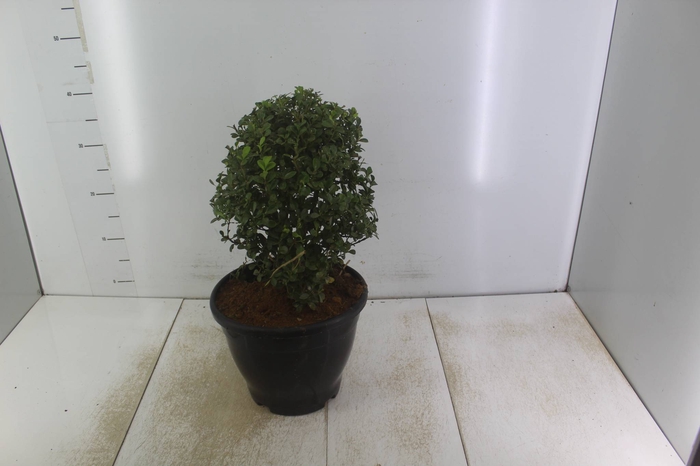 <h4>BUXINHO P24</h4>
