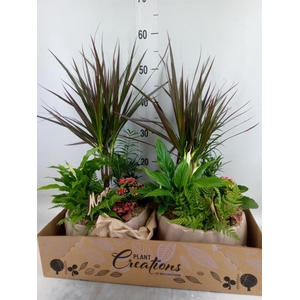 Arr.   Kamerplant Bloei H%