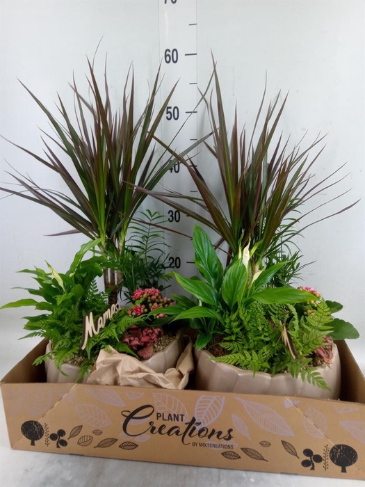 <h4>Arr.   Kamerplant Bloei H%</h4>