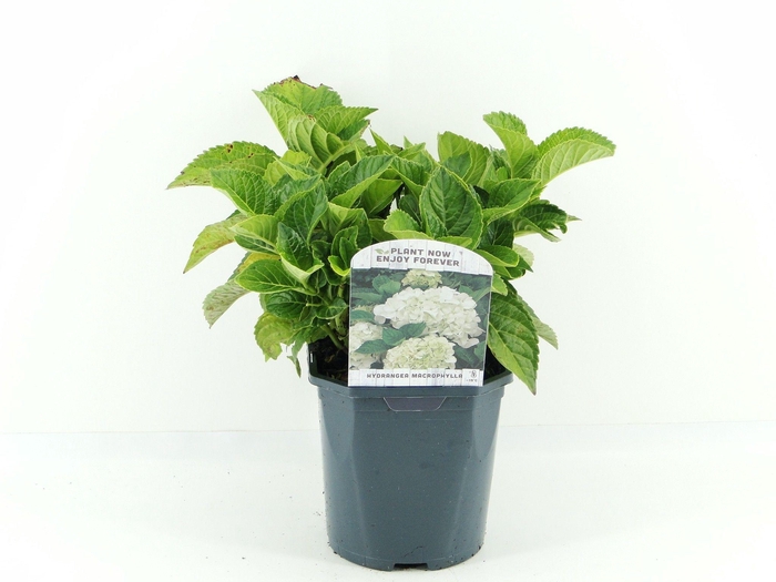 <h4>Hydrangea macr. wit</h4>