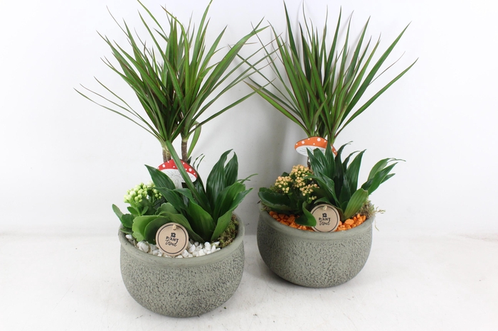 <h4>arr2 PL - Ker. barok green dracena - oranje/wit</h4>