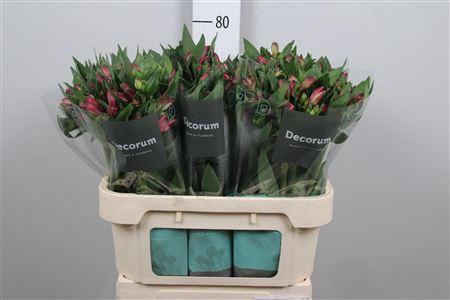 <h4>Alstroemeria  'Bikini'</h4>
