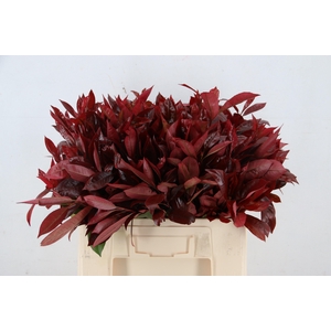 PHOT X F RED ROBIN 060CM