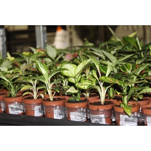 AGLAONEMA VARIADA P06