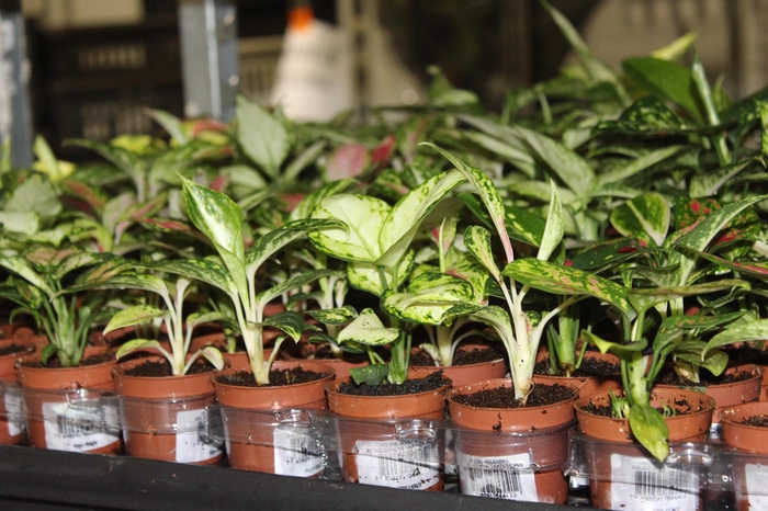 <h4>AGLAONEMA VARIADA P06</h4>