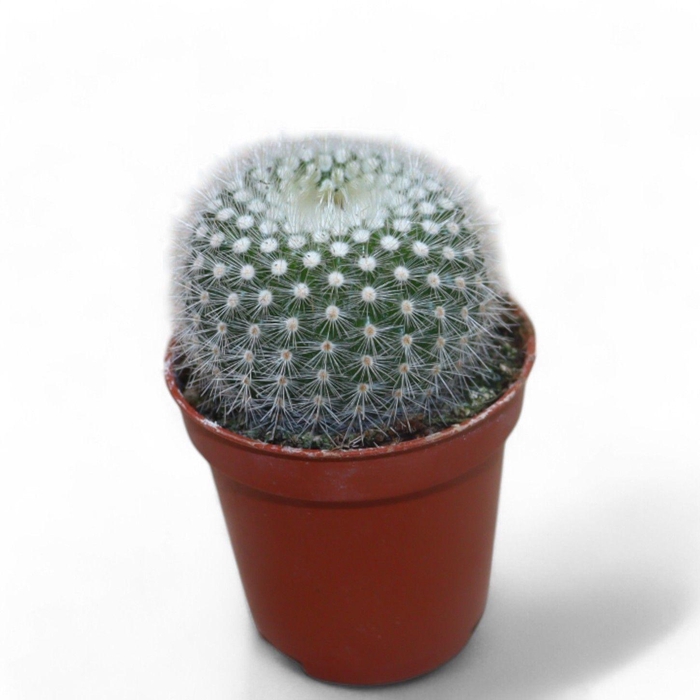 <h4>Notocactus Scopa</h4>