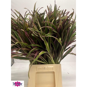 DECOGROEN GROOT BLAD