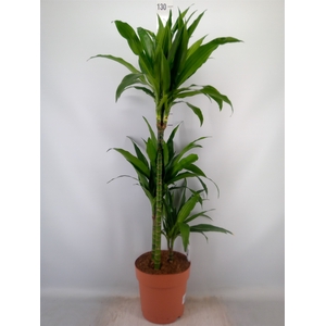 Dracaena frag. 'Janet Craig'