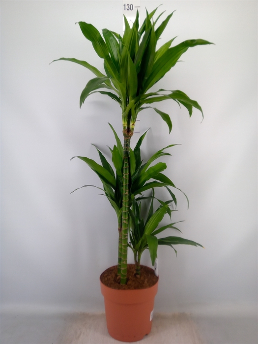 <h4>Dracaena frag. 'Janet Craig'</h4>