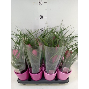 Tillandsia cyanea 'Anita'