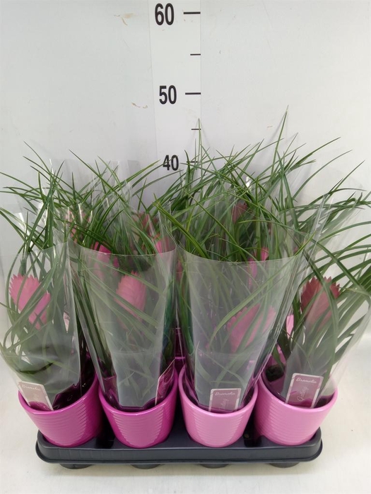 <h4>Tillandsia cyanea 'Anita'</h4>