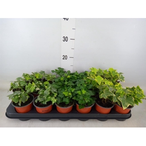 Hedera helix   ...mix 3