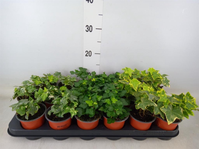 <h4>Hedera helix   ...mix 3</h4>