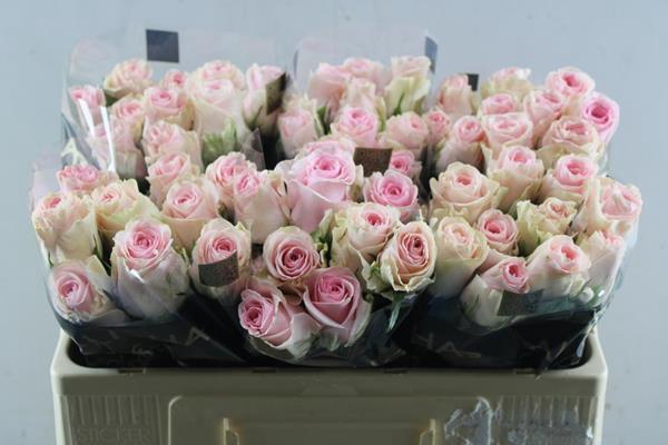 <h4>R Gr Duchesse L50</h4>