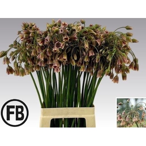 NECT SICULUM BULGAR