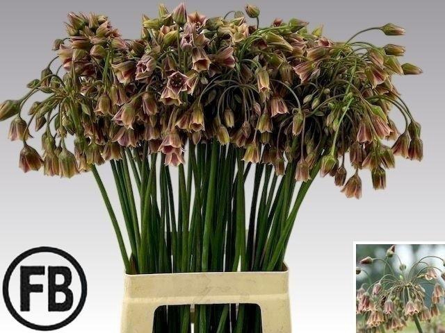 <h4>NECT SICULUM BULGAR</h4>