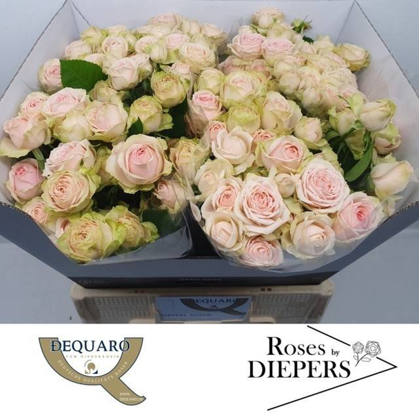 <h4>R Tr Sweet Giselle Diepers</h4>