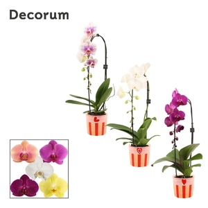 Phalaenopsis cascade 1 tak mix in Romée (Sympathetic moods-colle