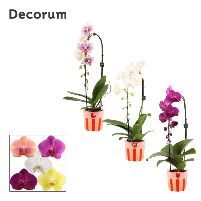 <h4>Phalaenopsis cascade 1 tak mix in Romée (Sympathetic moods-colle</h4>