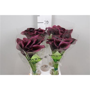 Zantedeschia  'Odessa'