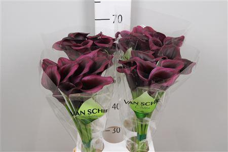 <h4>Zantedeschia  'Odessa'</h4>