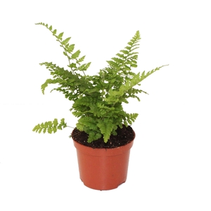 Dryopteris affinis Crispa