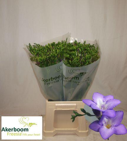 <h4>FR EN PALERMO</h4>