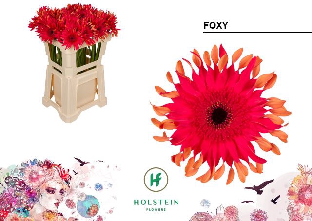 <h4>Gerbera Big Gerpasta Foxy</h4>