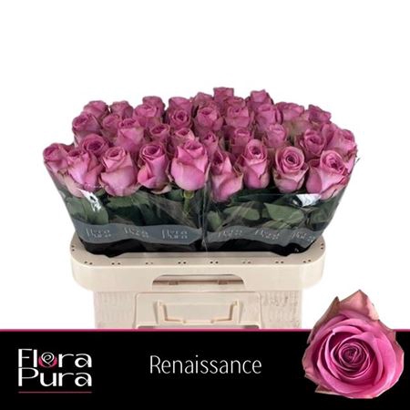 <h4>Rosa a grande fleur Renaissance</h4>