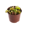 CARNIVORA DIONAEA FLEXX P09
