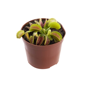 CARNIVORA DIONAEA FLEXX P09