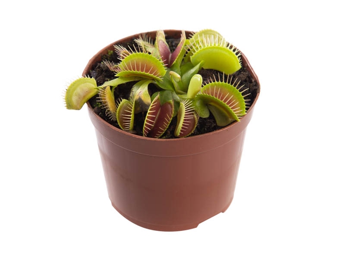 <h4>CARNIVORA DIONAEA FLEXX P09</h4>