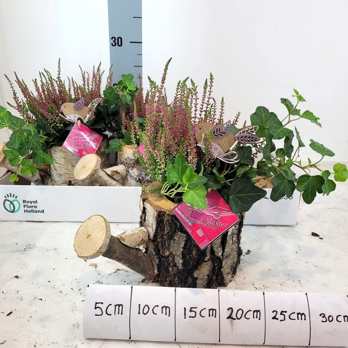 <h4>ARR TUINPLANTEN</h4>