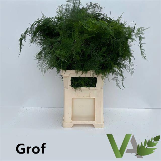 <h4>ASPARAGUS SETACEUS LANG GETOPT</h4>