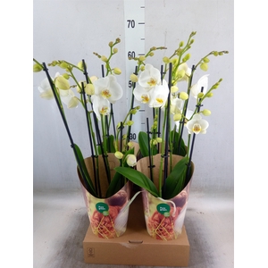 Phalaenopsis   ...white
