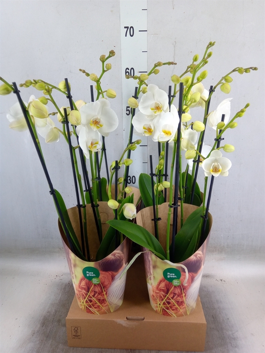 <h4>Phalaenopsis   ...white</h4>