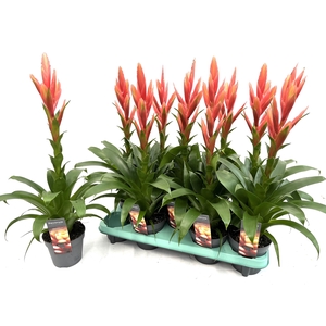 Tillandsia Ziva (Decorum)