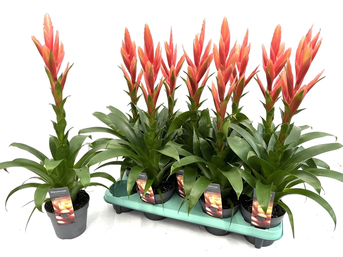 <h4>Tillandsia Ziva (Decorum)</h4>