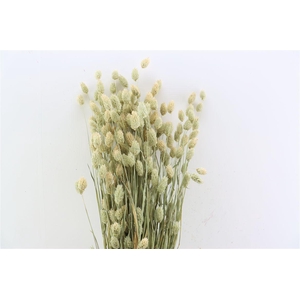 Dried Phalaris Natural X5 Bunch