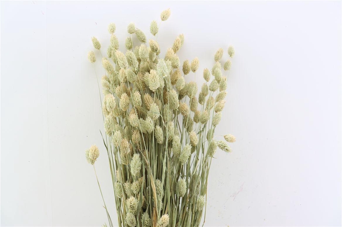 <h4>Dried Phalaris Natural X5 Bunch</h4>