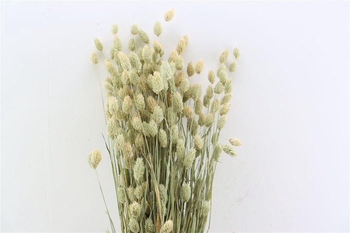 Dried Phalaris Natural X5 Bunch
