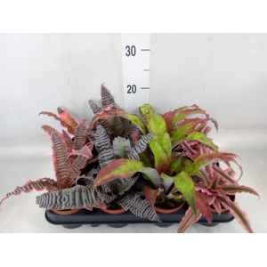 Cryptanthus   ...mix