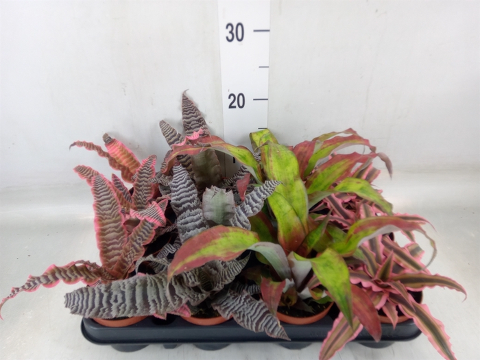<h4>Cryptanthus   ...mix</h4>