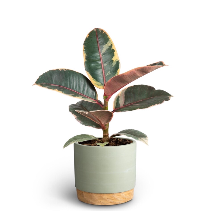 <h4>FICUS ELASTICAP10 BELIZE</h4>