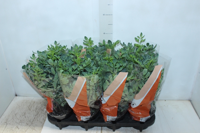 <h4>ARRUDA P15</h4>